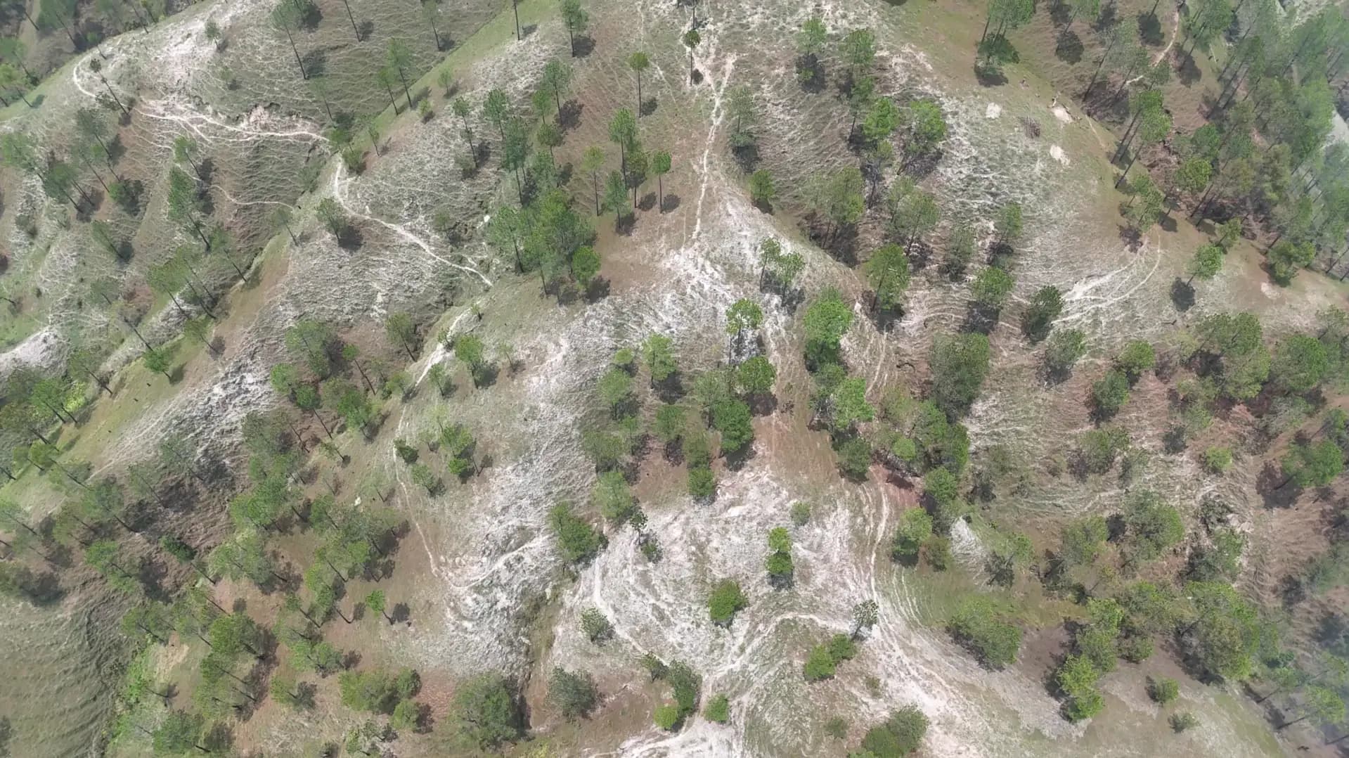 Aerial view of pale, gullied slopes with scattered pine trees