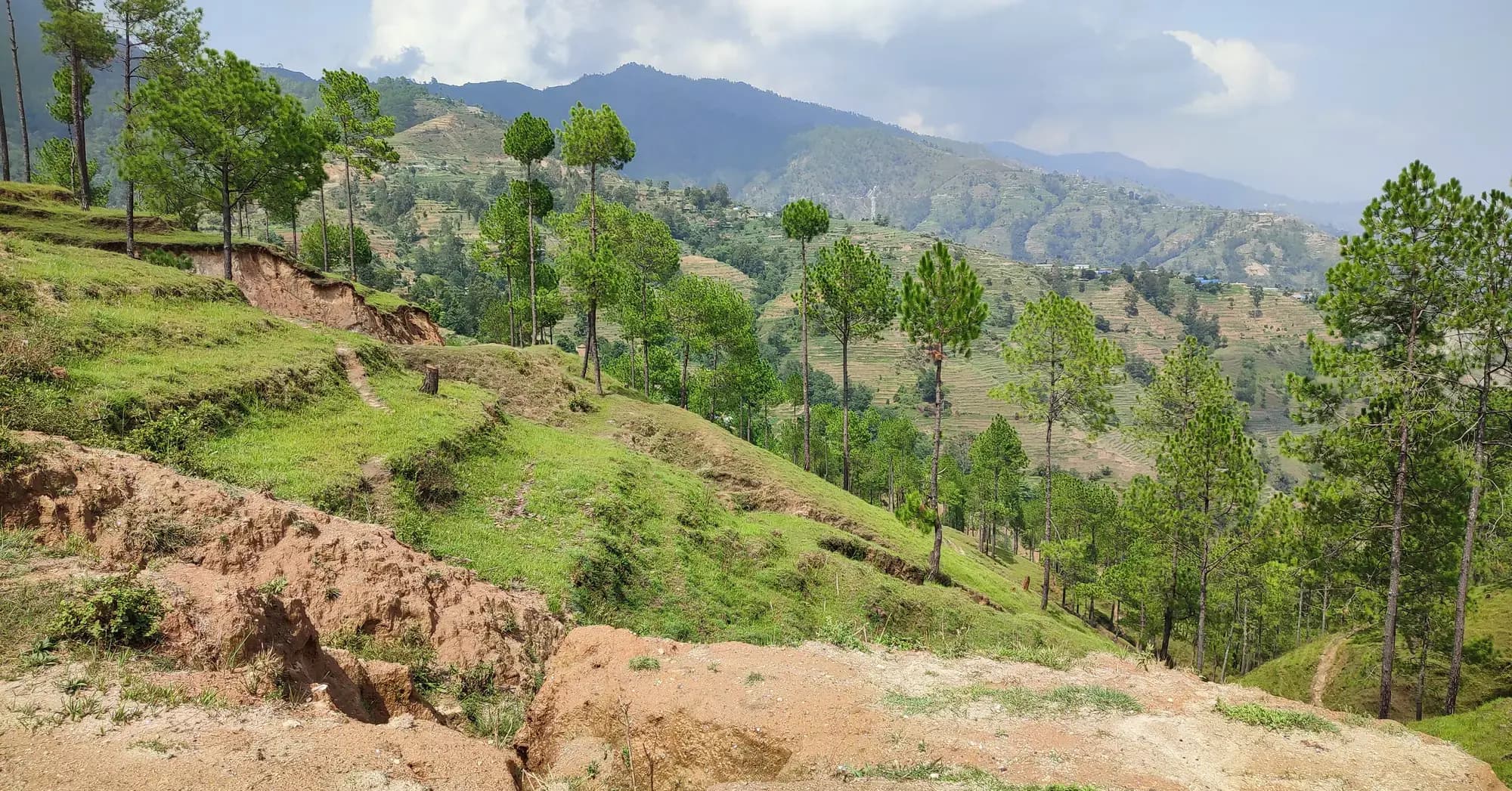 A collapsing earth bank below a slope of pine trees